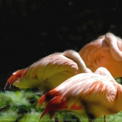 Photo de Flamand rose