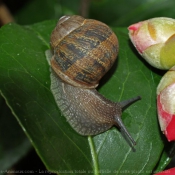 Photo d'Escargot