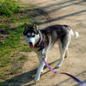 Photo de Husky siberien