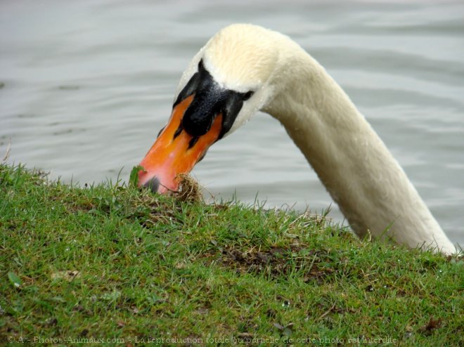 Photo de Cygne