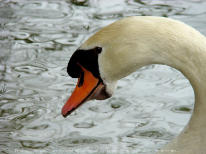 Photo de Cygne