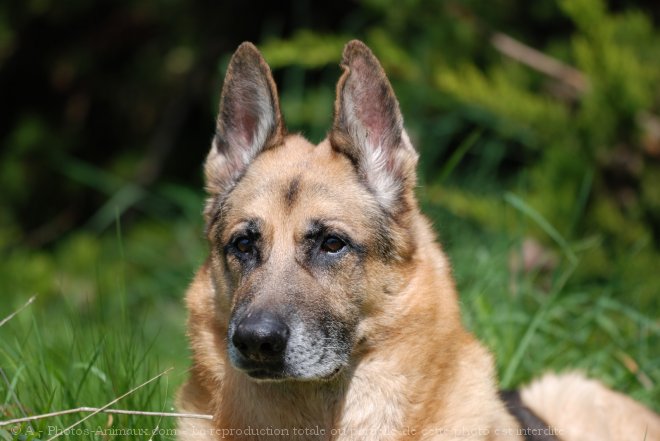 Photo de Berger allemand  poil court