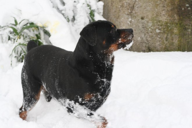 Photo de Rottweiler