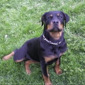 Photo de Rottweiler