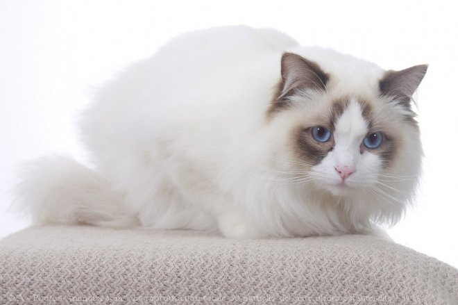 Photo de Ragdoll