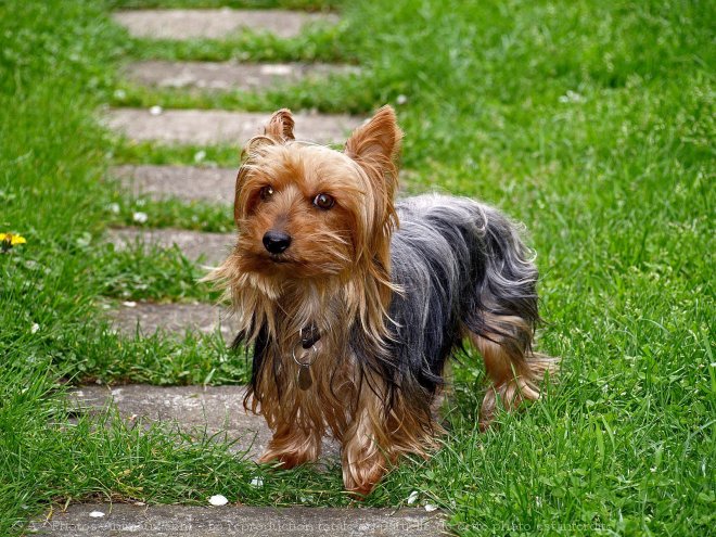 Photo de Yorkshire terrier