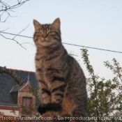 Photo de Chat domestique