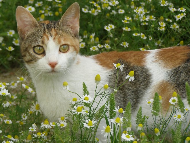 Photo de Chat domestique