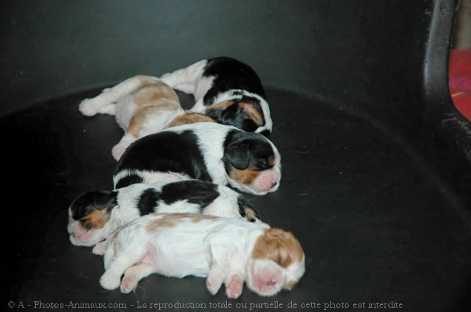 Photo de Cavalier king charles spaniel