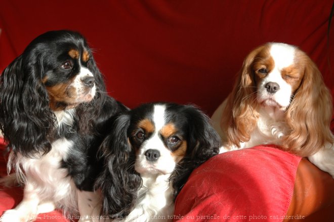 Photo de Cavalier king charles spaniel