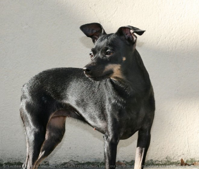 Photo de Pinscher nain