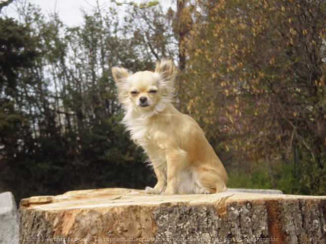 Photo de Chihuahua  poil long