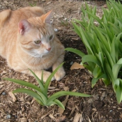 Photo de Chat domestique