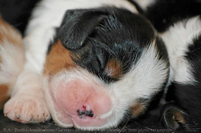 Photo de Cavalier king charles spaniel