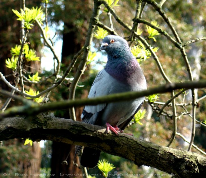 Photo de Pigeon