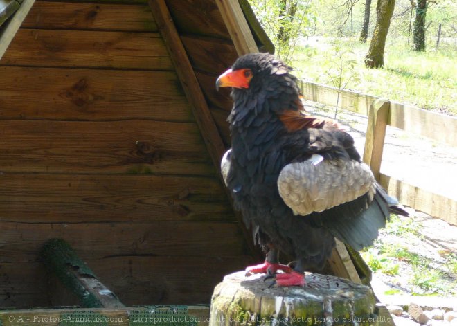 Photo d'Aigle - bateleur des savanes