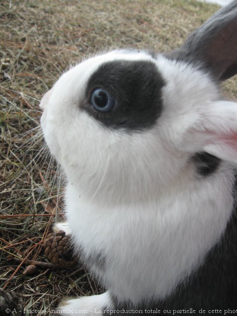 Photo de Lapin