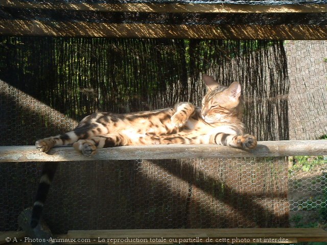 Photo de Bengal