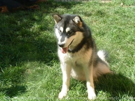 Photo de Malamute de l'alaska