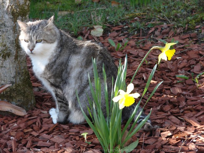 Photo de Chat domestique