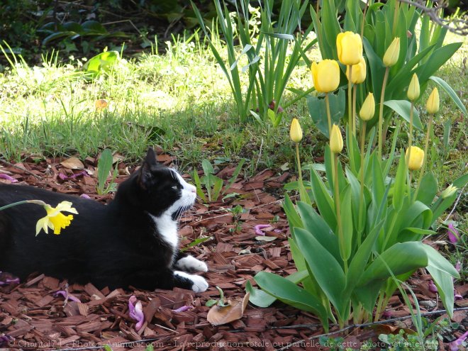 Photo de Chat domestique