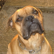 Photo de Boxer