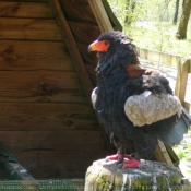 Photo d'Aigle - bateleur des savanes