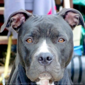 Photo d'American staffordshire terrier