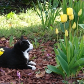 Photo de Chat domestique