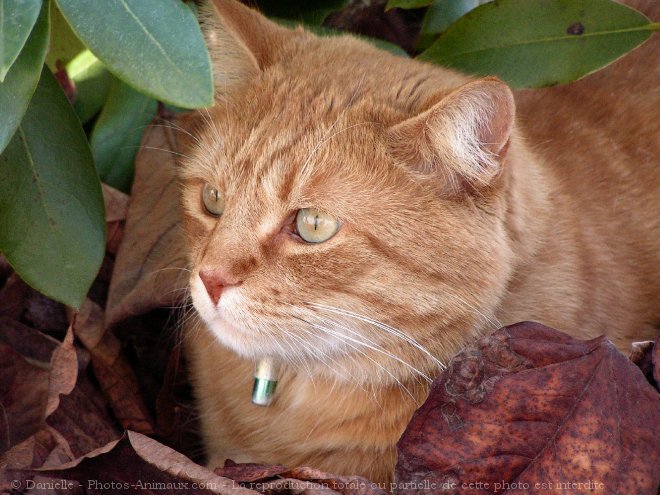 Photo de Chat domestique