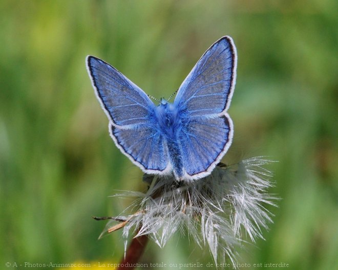 Photo de Papillon - le bel argus