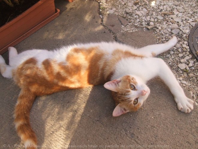 Photo de Chat domestique