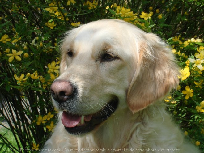 Photo de Golden retriever