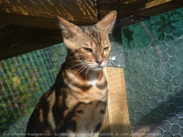 Photo de Bengal