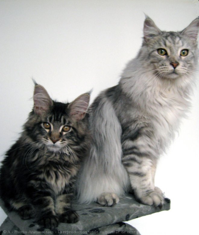 Photo de Maine coon