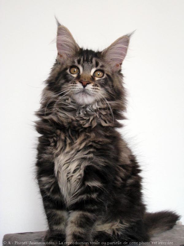 Photo de Maine coon