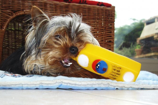 Photo de Yorkshire terrier