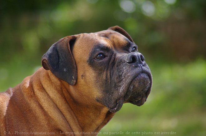 Photo de Boxer