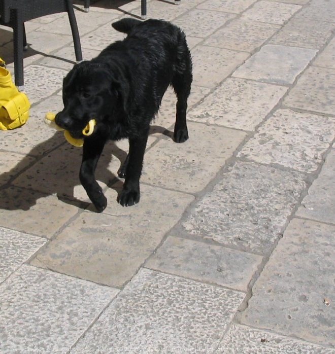 Photo de Labrador retriever