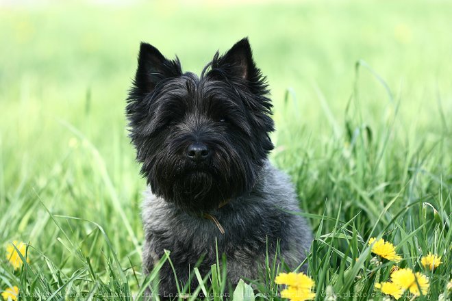 Photo de Cairn terrier