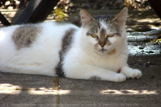 Photo de Chat domestique