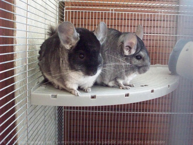 Photo de Chinchilla