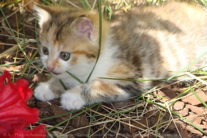 Photo de Chat domestique