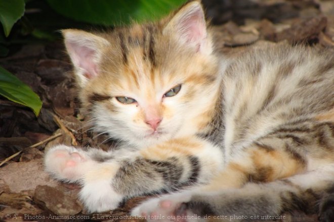 Photo de Chat domestique