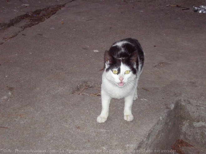 Photo de Chat domestique