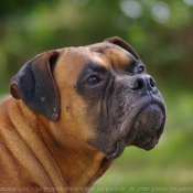 Photo de Boxer