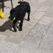 Photo de Labrador retriever