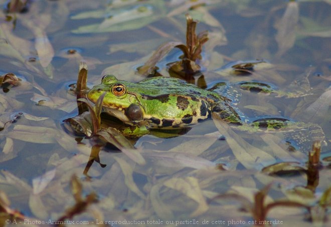 Photo de Grenouille