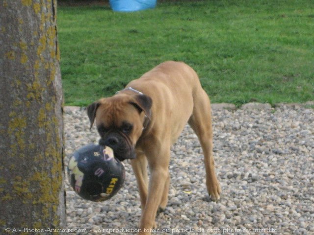 Photo de Boxer