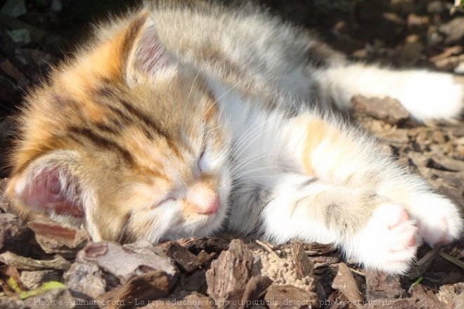 Photo de Chat domestique